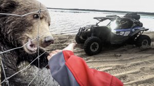 Кормим МЕДВЕДЕЙ с рук. КАРЕЛИЯ на квадроциклах и багги. Часть 2.