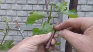 Прививка винограда черным в зелёный...