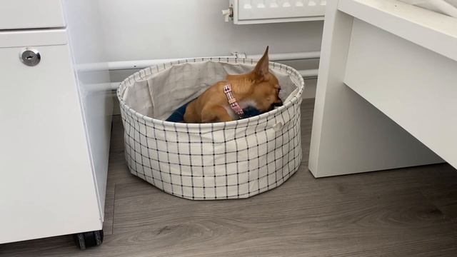 Налог на собак?! Лечение: снова бодрый и активный щенок. Как одеть чихуахуа #amydog смотреть онлайн