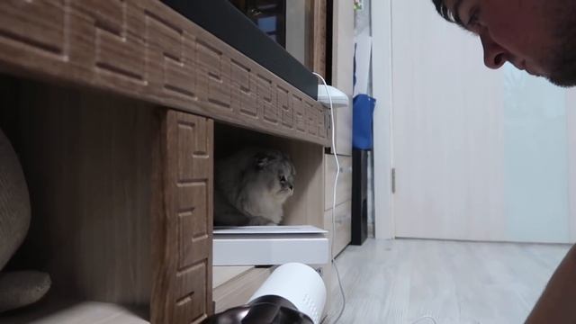 24 ЧАСА ИГРАЕМ В ПРЯТКИ С КОТАМИ В НАШЕМ ДОМЕ смотреть онлайн