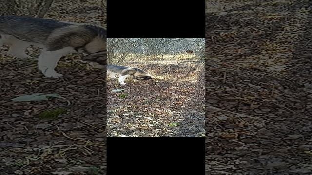Мой лучший друг слегка мохнатый, но в этом он не виноватый.