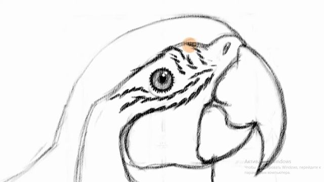 Как нарисовать попугая карандашом поэтапно для начинающих
