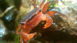 Томатный краб (metasesarma aubryi) мирный? Или нет?