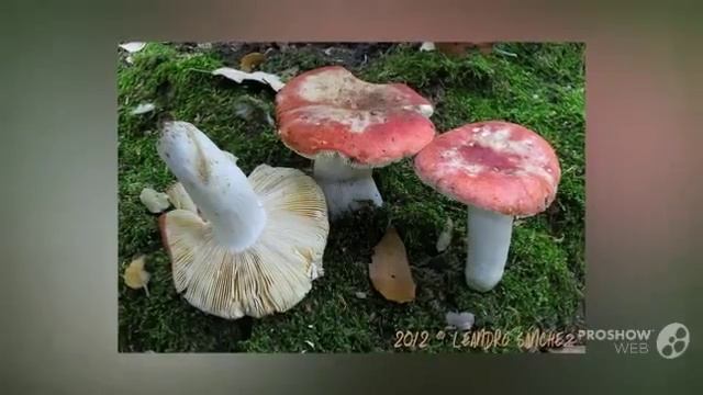 Russula rubroalba - fungi kingdom смотреть онлайн