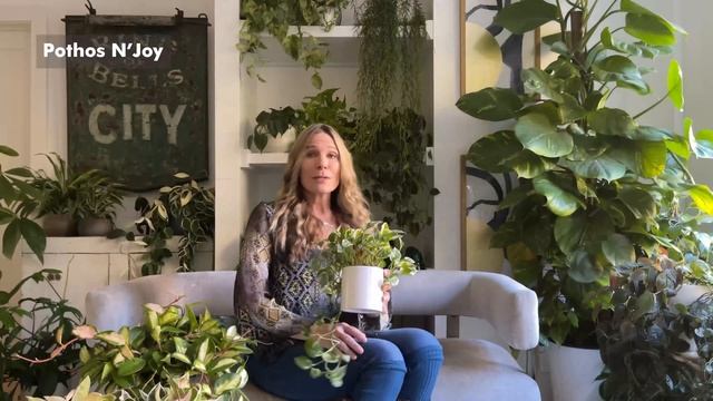 22 Big, Beautiful Hanging Indoor Plants! | My Favorites