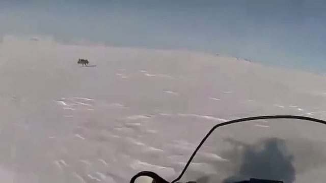 Охота на волка смотреть онлайн