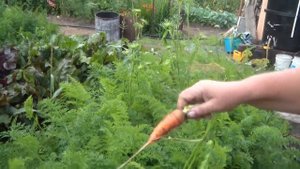 Морковь Курода F1 от Партнера. Стрелкование. А у вас так бывало?