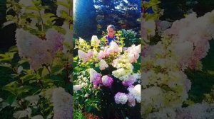 Самые хорошие Гортензия Фрайз Мельба