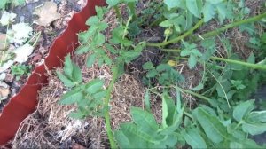 Обрываем бутоны и цветы у картофеля.