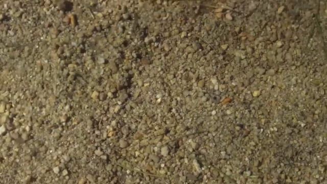 De La Rey Parody смотреть онлайн