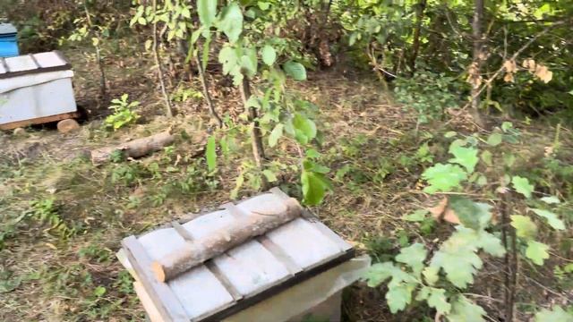 Хороший результат по меду, как сработали отводки смотреть онлайн