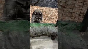 контактный зоопарк еноты