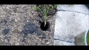 ✅ Прореживание и пикировка моркови. Почему выросла рогатая морковь?!