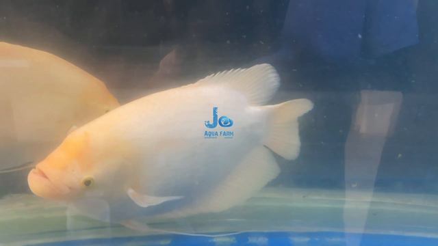 Giant Gourami care | Mealworms | Malayalam | Jo Aqua Farm смотреть онлайн