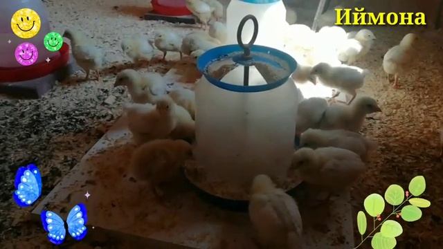 Цыплята Породы Брама смотреть онлайн