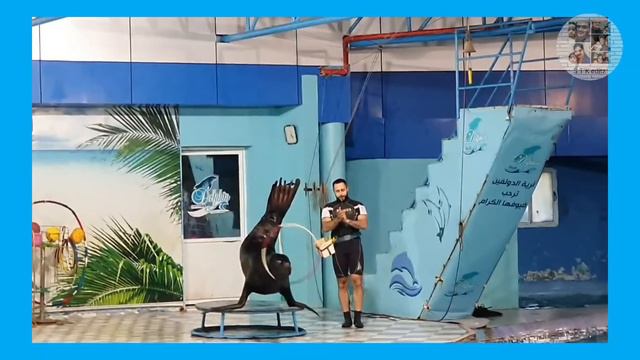 MEET THE SEALION & DOLPHINS (Part 1) #VLOG 06# смотреть онлайн