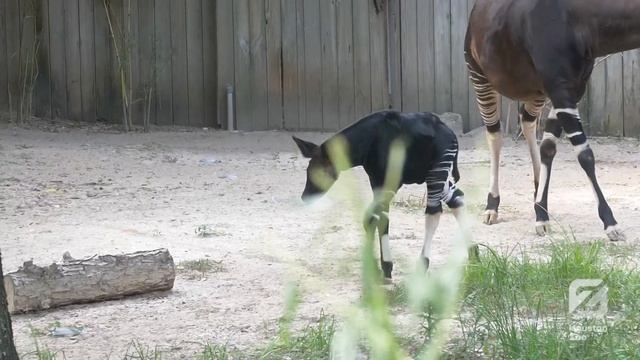 Okapi Calf Public Debut смотреть онлайн
