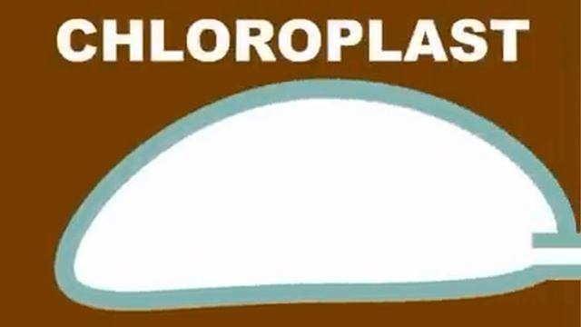 Photosynthesis Explained Simply - Forest Fact Break смотреть онлайн