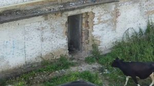 На пятом этаже заброшенного здания в Челябинской области заметили корову