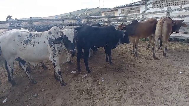 Feira do gado de Capoeiras PE 17/11/2023 (87)981295562 Manoel Pinheiro! смотреть онлайн