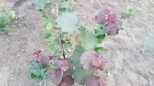 Фундук. Сорт Варшавский краснолистный.