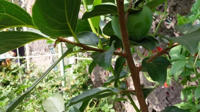 Одесса ❤ полив ХУРМЫ как ухаживать за хурмой ЖЕМЧУЖИНА СВАНЕТИ ,ФУЮ смотреть онлайн