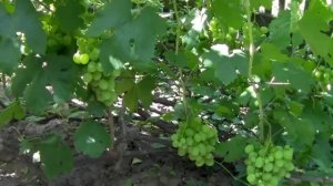 @Виноград Светлана и виноград Ландыш