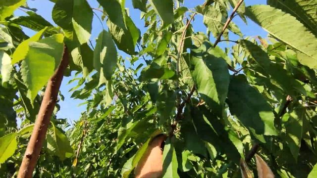 Pruning cherry trees on summer KGB system Burlat variety смотреть онлайн