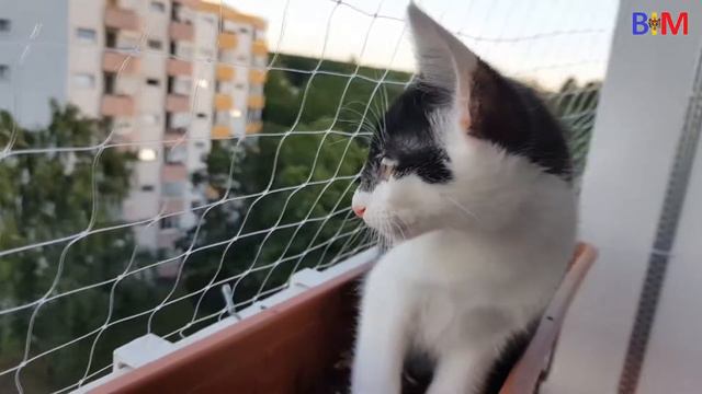 #240 Выгуливаем котёнка на свежем воздухе смотреть онлайн