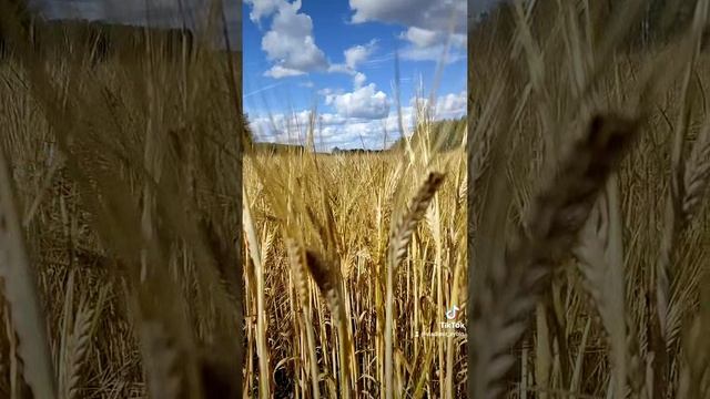 Сибирская нива