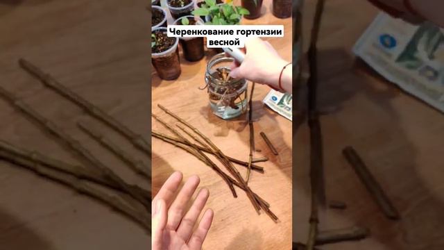 Черенкование гортензии весной одревесневшими черенками. #garden #gardening #черенкованиегортензии