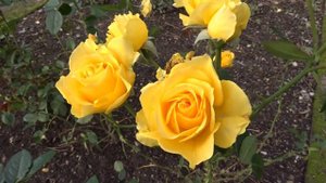 Rosa var. Doris Day