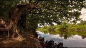 ВИДЕОПОЭЗИЯ Суриков И.З.  стихотворение  "Рябина"