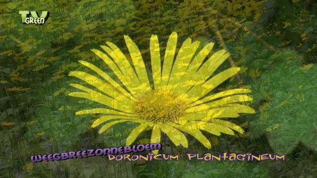 Doronicum plantagineum - Plantain-leaved Leopard's Bane - WeegbreeZonnebloem смотреть онлайн