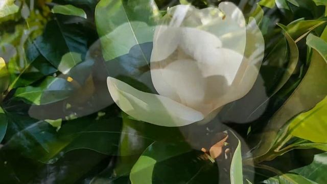 Магнолия крупноцветковая | Жизнь в Адлере смотреть онлайн