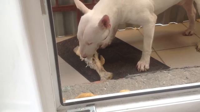 Бультерьер доедает человека! Жесть смотреть онлайн