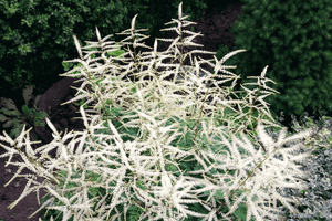 Волжанка, арункус "Misty Lace". Цветение волжанки (Aruncus)