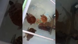 My Red eared Slider and Philippine box turtle