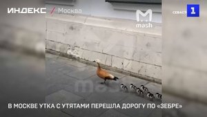 В Москве утка с утятами перешла дорогу по «зебре»