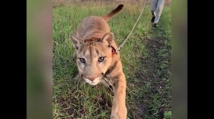 HOT SHOT#11.  Что видит жертва пумы?