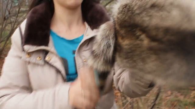 Шапка, Аляска Енот смотреть онлайн