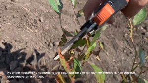 Голубика Дюк и ее болезни - часть 2