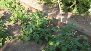 Картофель Жуковский ранний 2018 в Волгоградской области