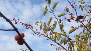 -Кудрания (клубничное дерево).mp4