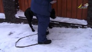 Дрессировка кане-корсо, Апортировка принуждение, учим поднимать апорт с земли