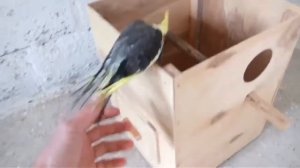 Гнездо для попугаев средних пород! Скворечник для птиц .Домик для корел!