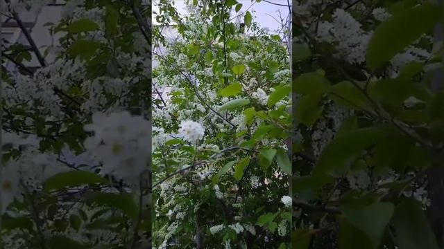 энергетическая практика принятие в Род исключённых, нерожденных, абортированных, самовольно ушедших