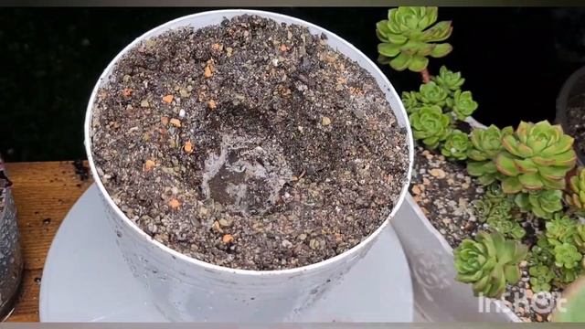 Echeveria 'Gilva'. Эхеверия Гилва . Пересадка эхеверии.