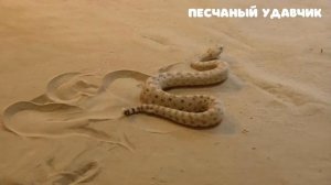 Окружающий мир 4 класс Перспектива. ТЕМА "В ЖАРКОЙ ПУСТЫНЕ" с.94-97