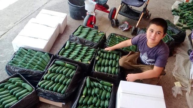 Огурец Полли, клиент в восторге. Плоды с цветочками по ПРЕМИУМ цене! смотреть онлайн